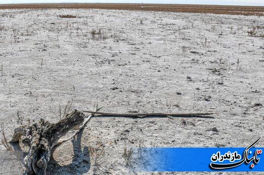 تالاب میانکاله مازندران در خطر خشک شدن