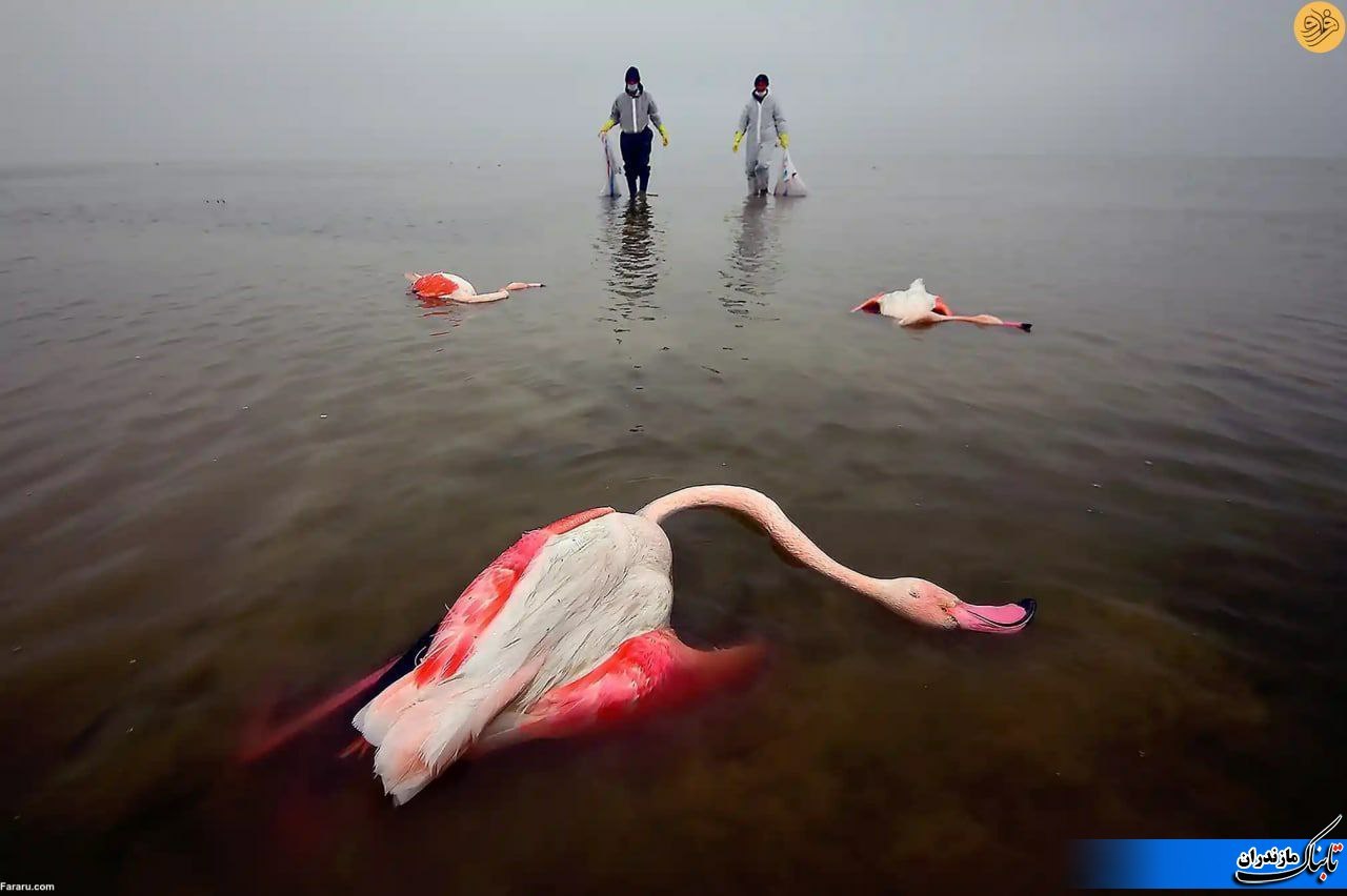 عکاس مازندرانی برنده جایزه عکاس محیط زیست سال ۲۰۲۲ شد+عکس