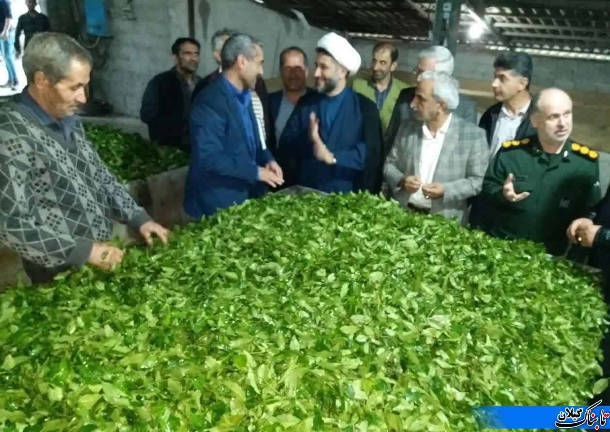 تاکنون ۱۷هزار تن برگ سبز چای از چایکاران گیلان و مازندران خریداری شده است.