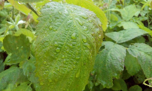 12عکس از طبیعت بارانی دارابکلا/ میاندورود
