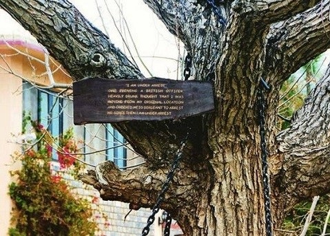 درختی که بازداشت شد!+عکس