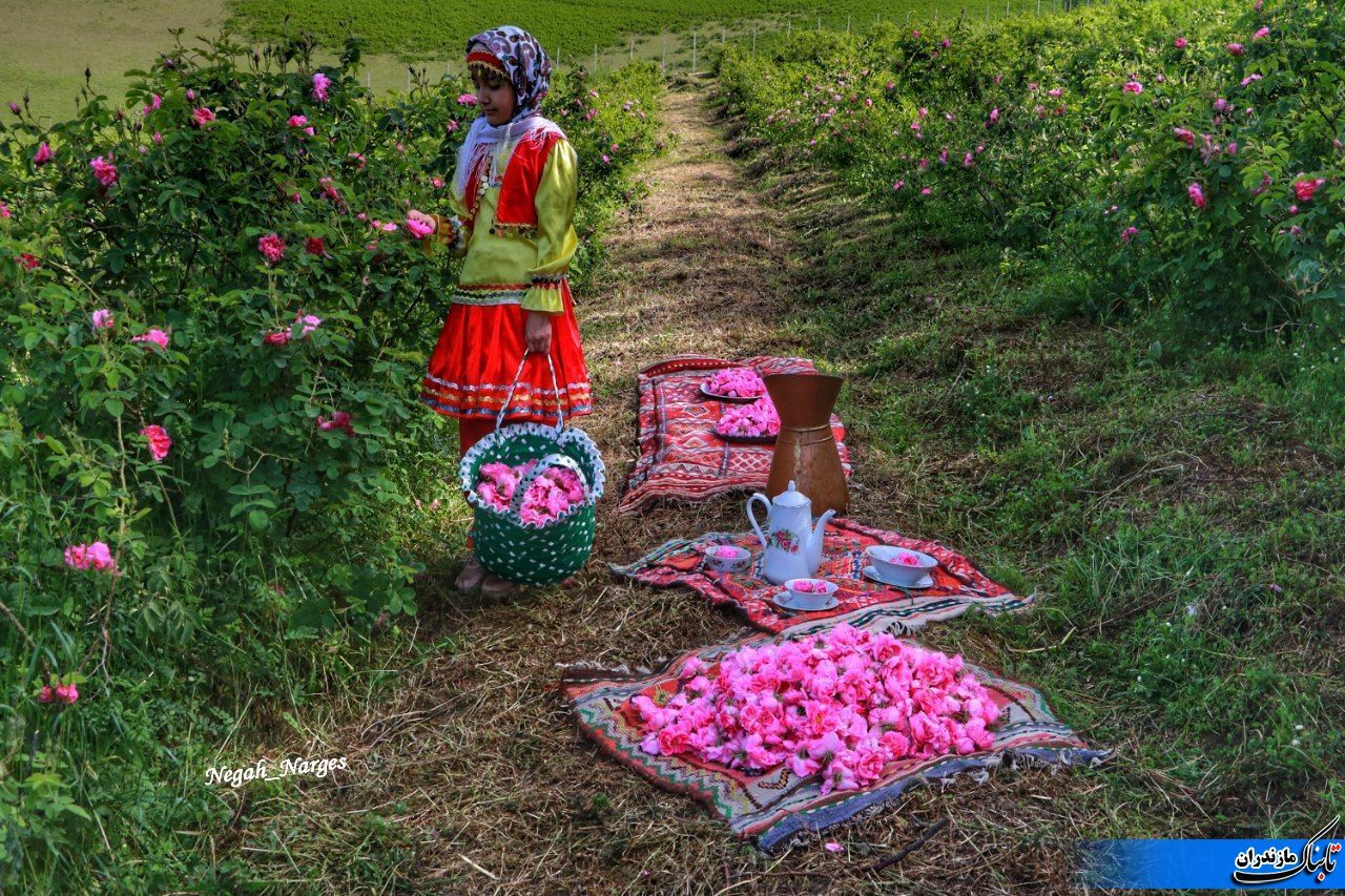 برداشت گل محمدی و گلابگیری در دودانگه ساری