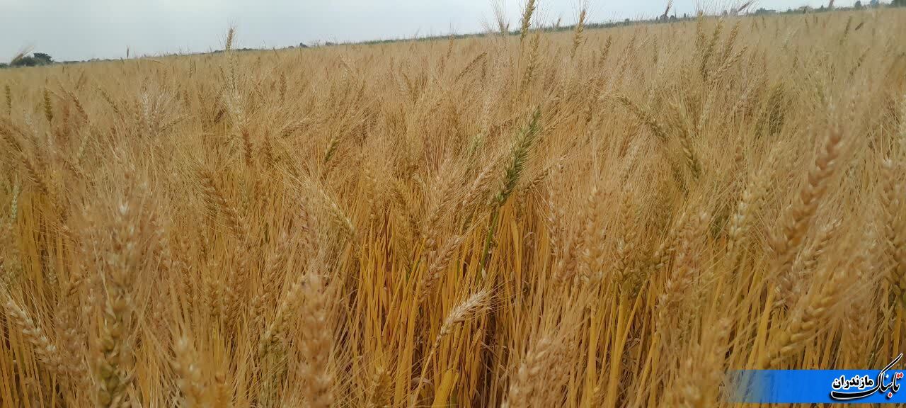 مراکز خرید گندم برای گندم‌کاران شرق مازندران کیسه دوخته‌اند