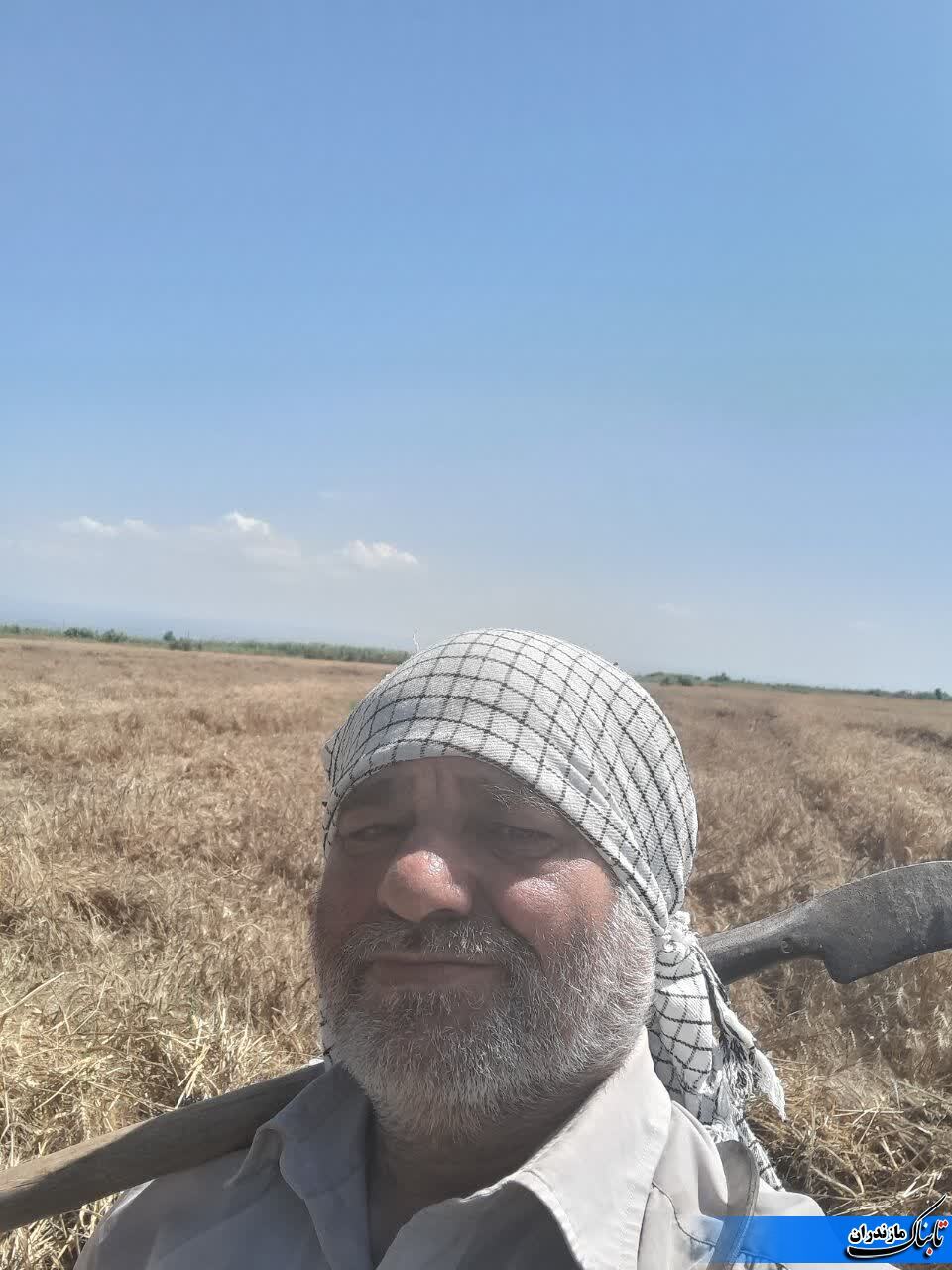 علت کمبود کمباین در مزارع گندم مازندران چیست؟