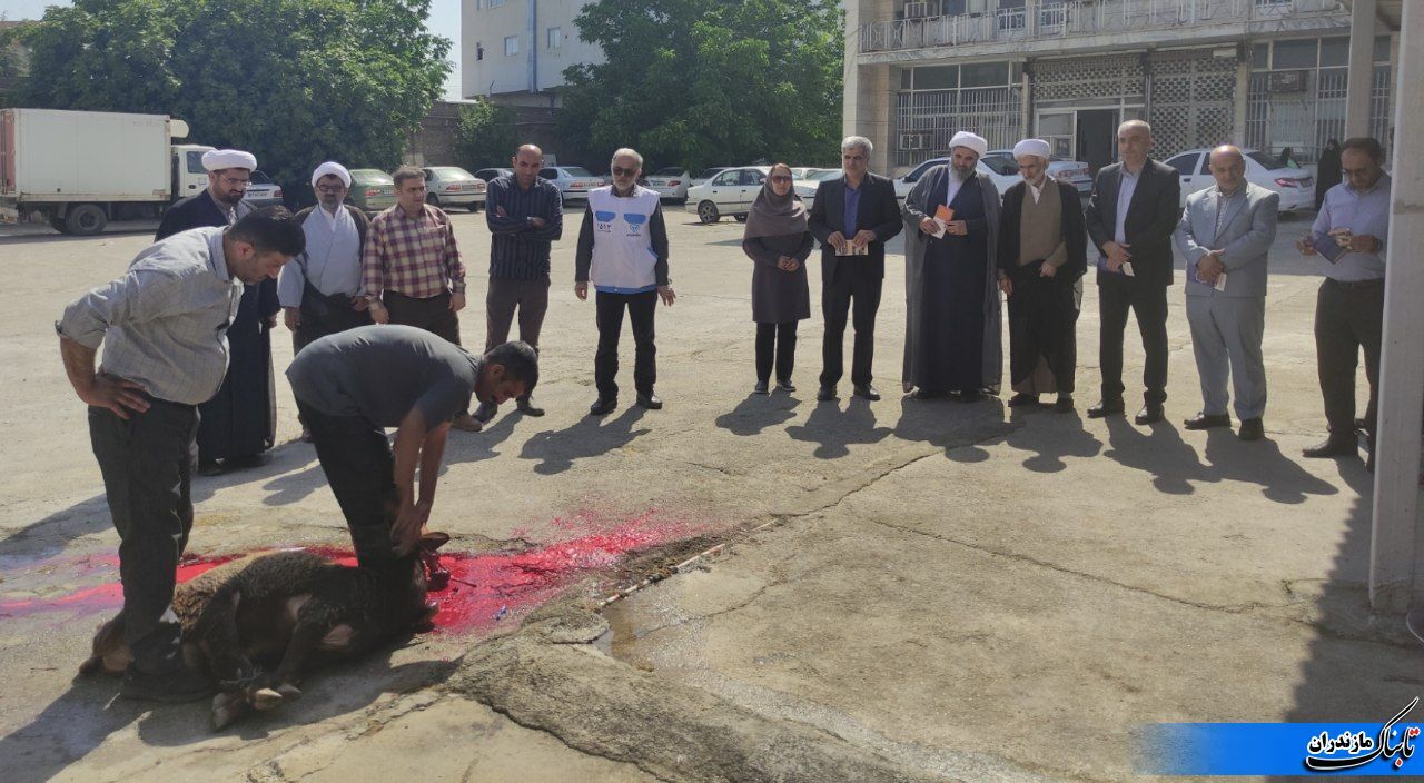 ذبح ۳۶ راس گوسفند در مکان قربانگاه ابراهیمی در داخل اداره امداد توسط کمیته امداد نکا در روز عید قربان