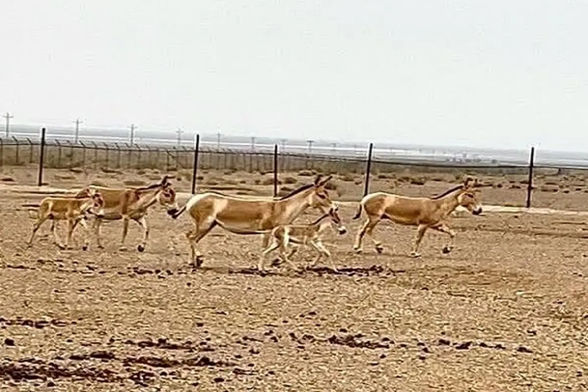 بازگشت بیش از ۳۰ رأس گورخر ایرانی به زیستگاه&zwnj;های طبیعی