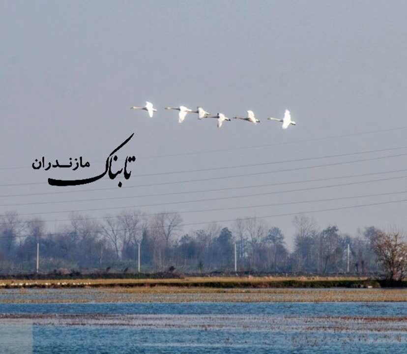 ورود زمستانه‌ی قو‌های مهاجر به مازندران