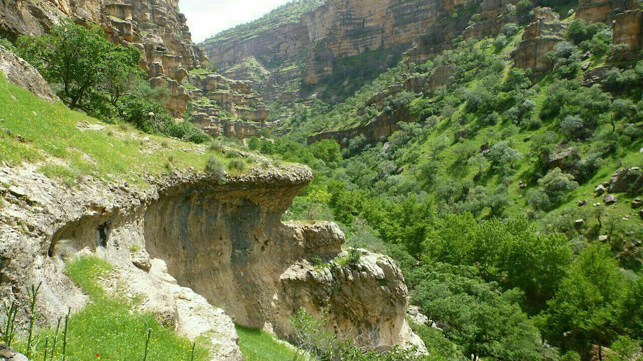 وظیفه محیط زیست حفظ جنگل است، نه آزمون و خطای مدیران غیر بومی بر تن بلوط‌های ایلام/آیا در ایلام قحط الرجال است؟