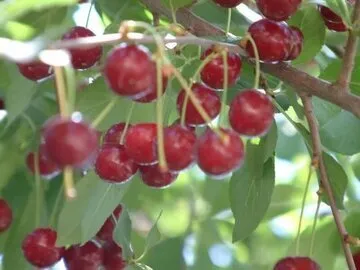 آغاز برداشت آلبالو از باغات قزوین