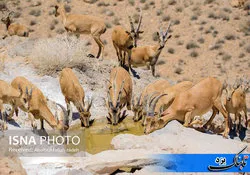 خشکسالی و سگهای ولگرد بلای جان حیات وحش یزد